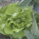 Insalata Verde