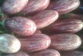 Eggplant striated